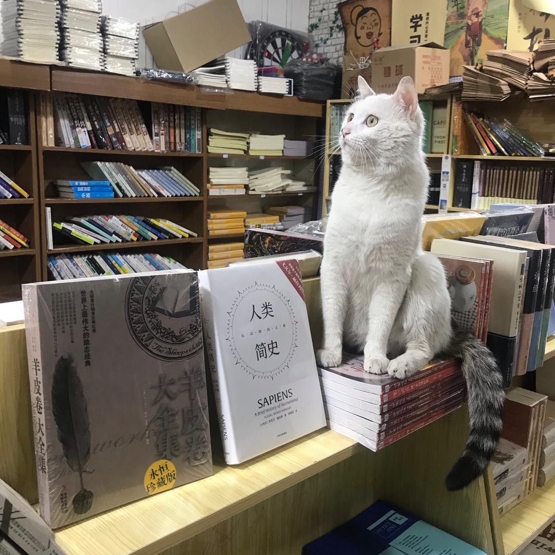 一块儿巧克力 ﻬ