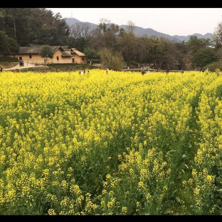 小米糕