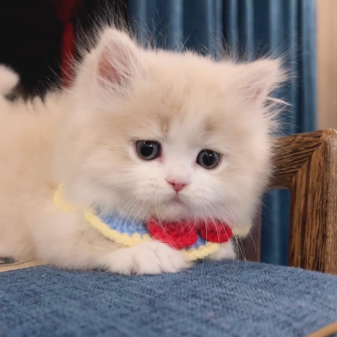 班班和她猫🐱的生活日记