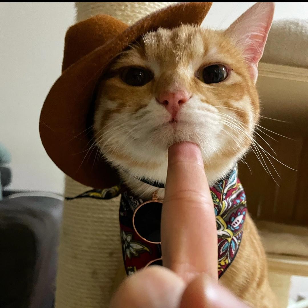 刺客狸猫^