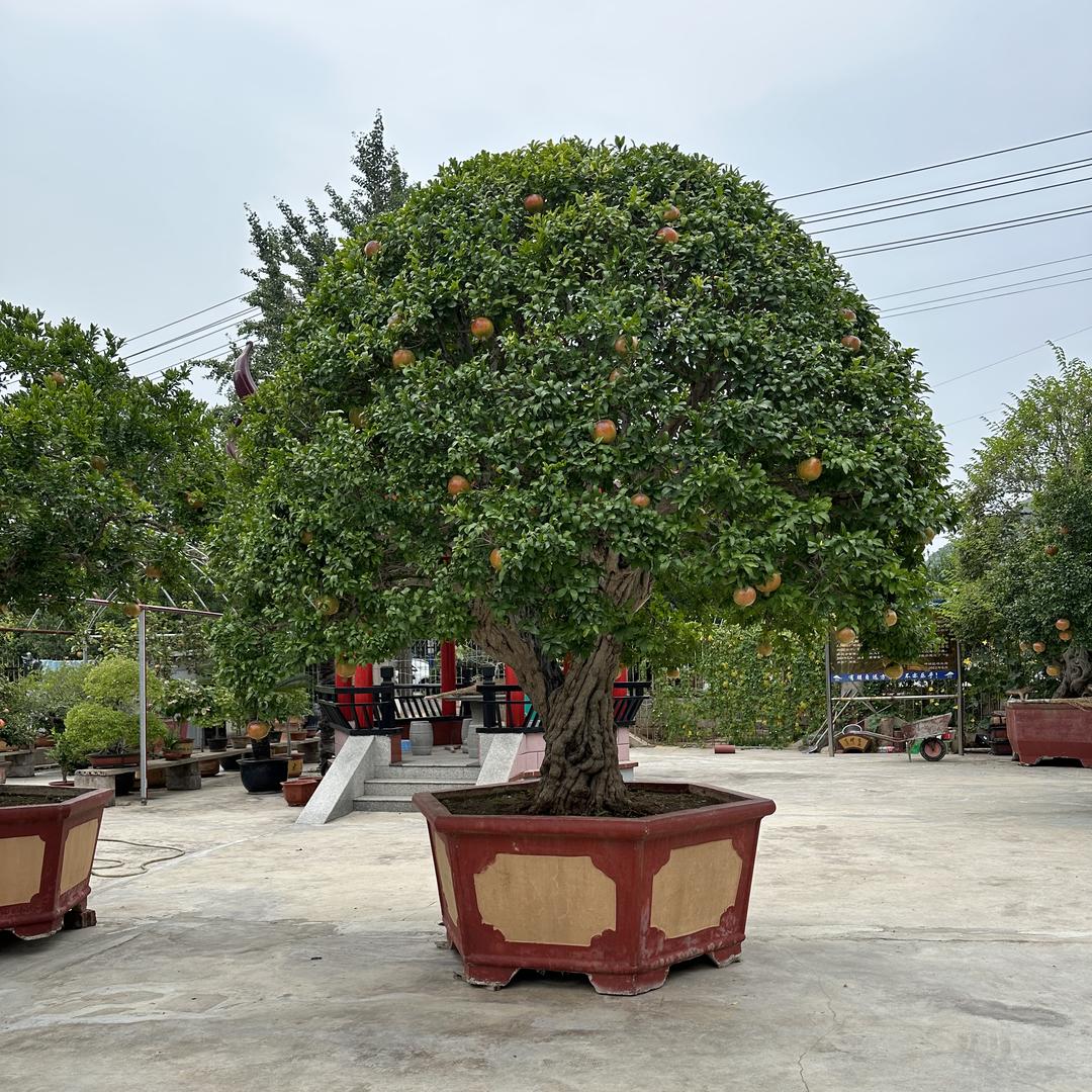 盛丰园石榴盆景