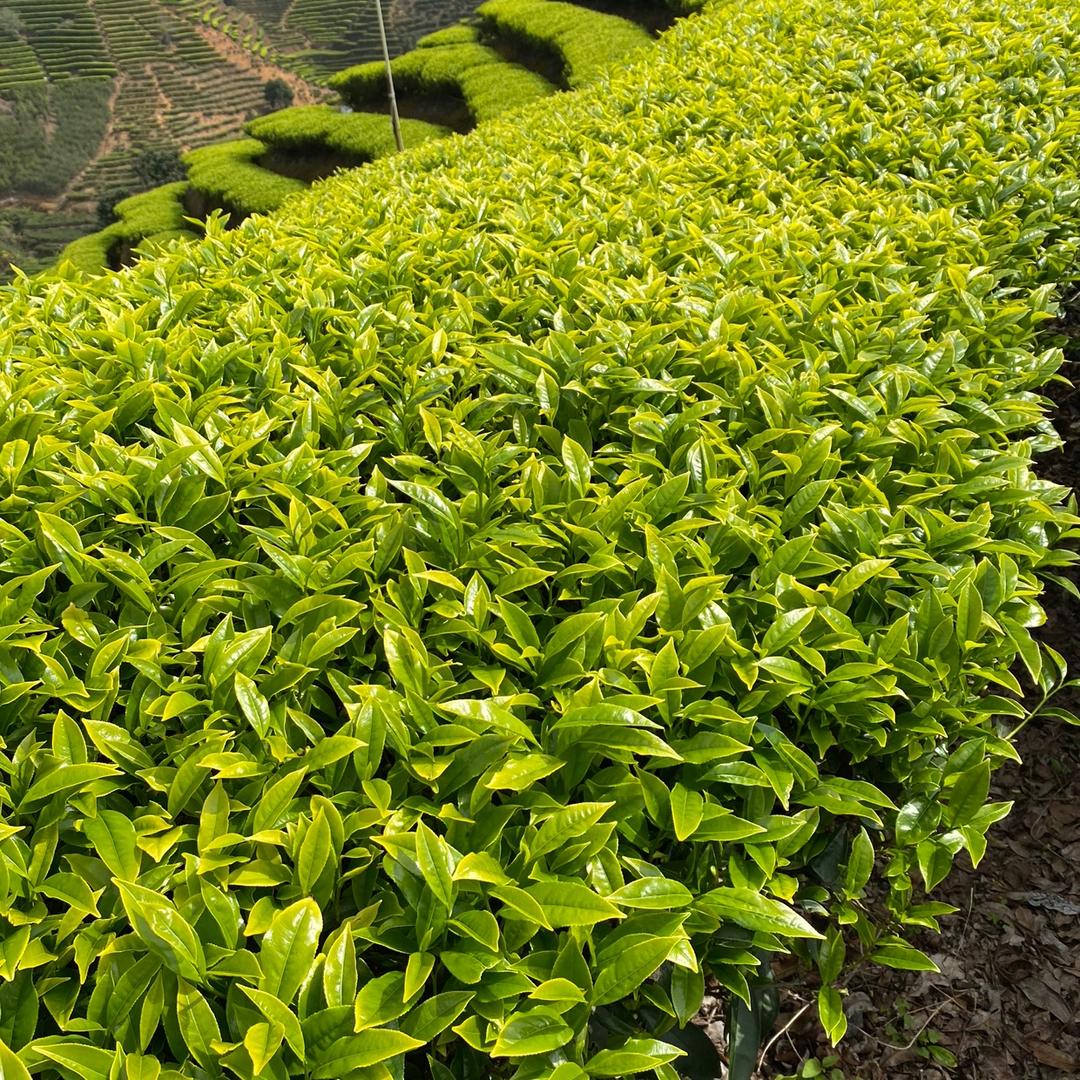 ༄ཉི杰少ཉྀ࿐