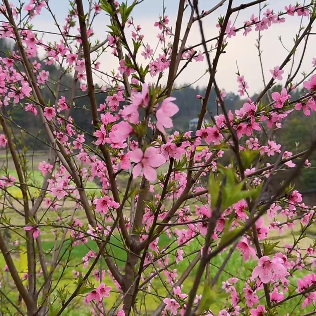 西瓜小王子