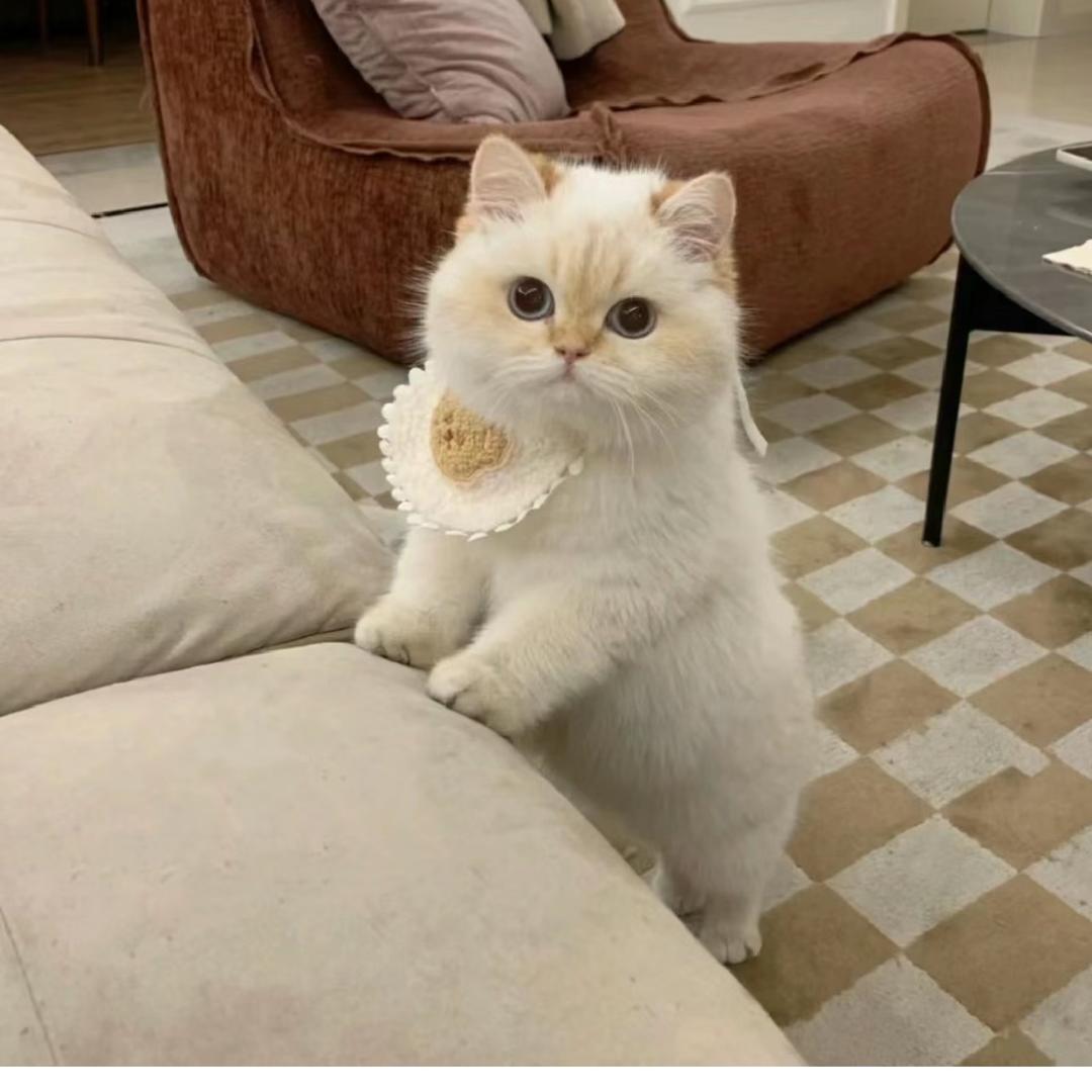 金金犬家（主营比熊泰迪博美）