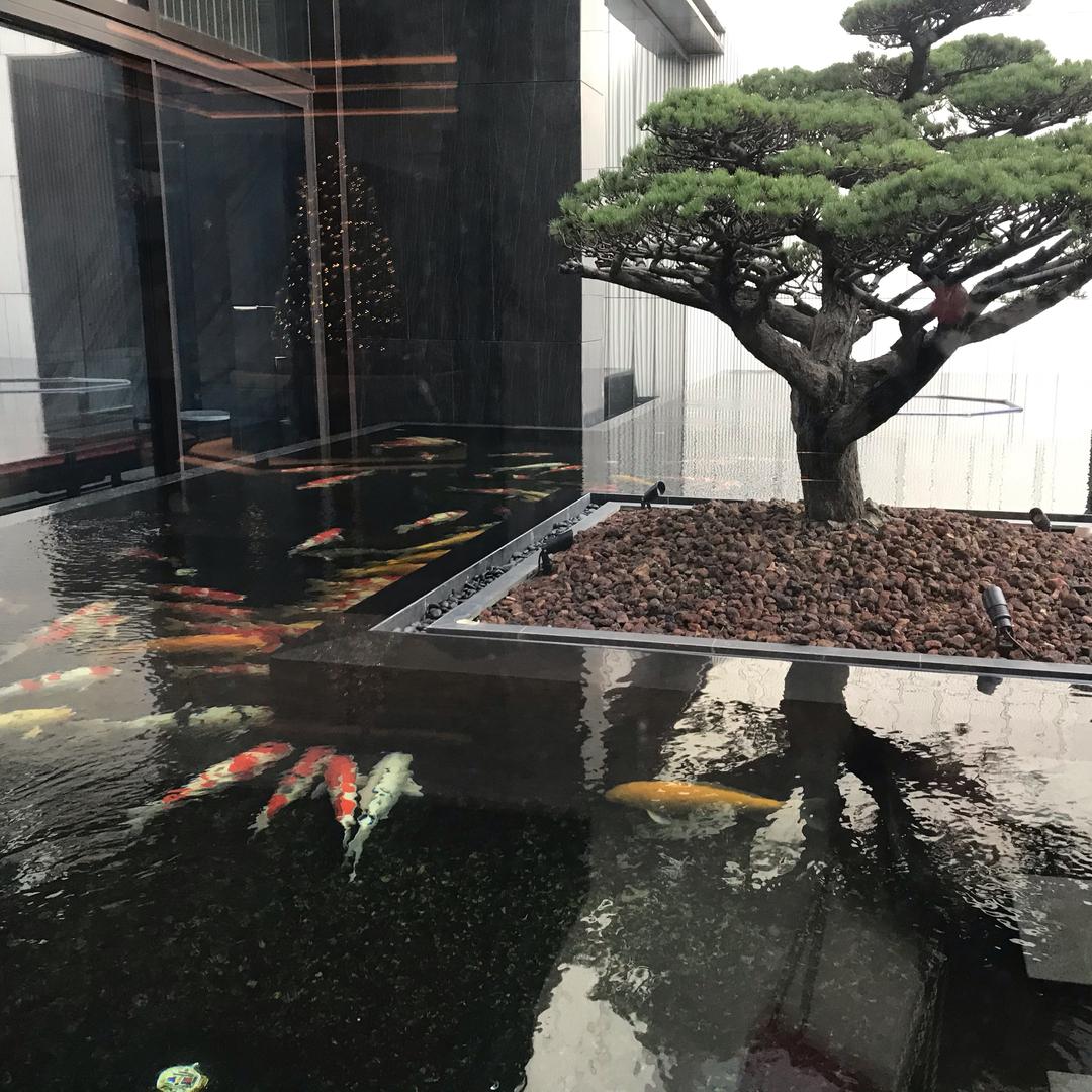 优雅的狮子猫小姐