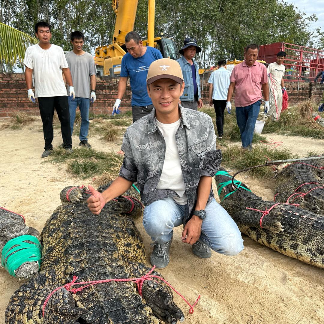 亨哥有好货（鳄鱼）