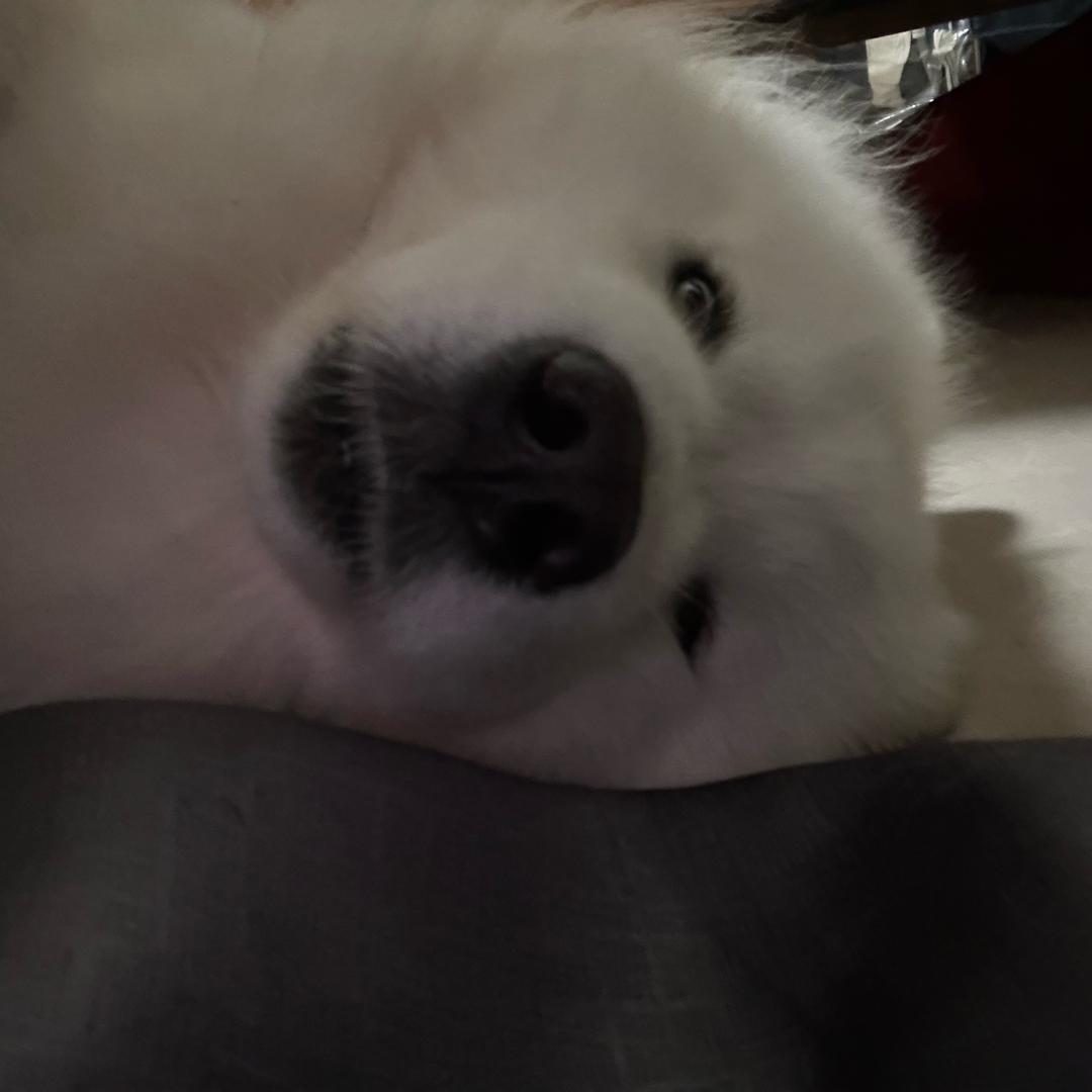 bobo ovo