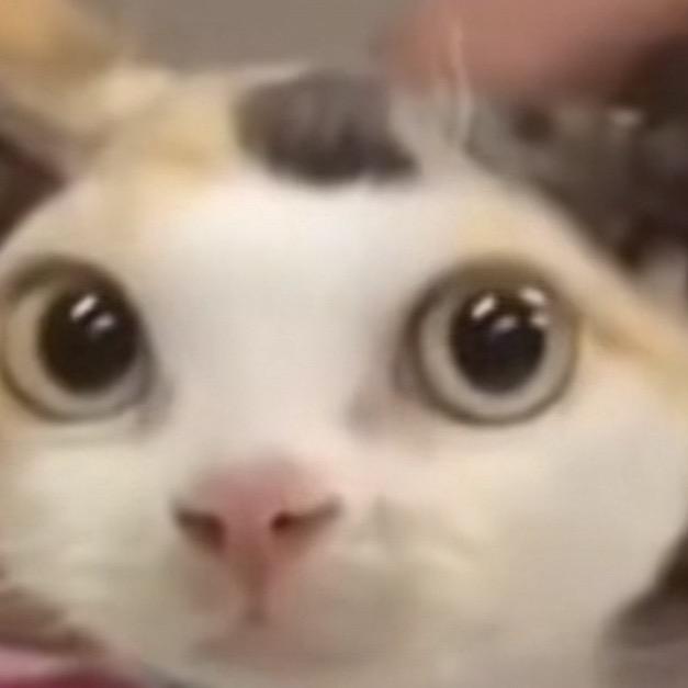 可爱的鼠鼠