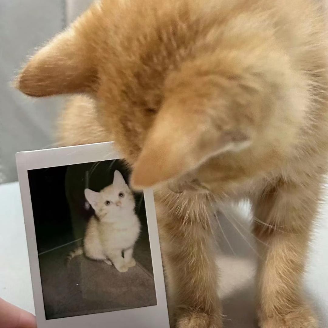 板栗（无畏契约手游）