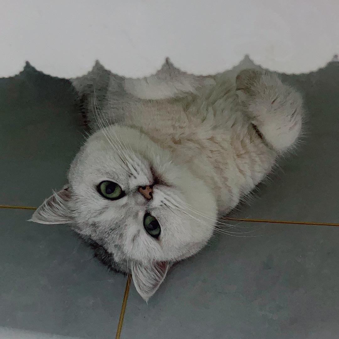 红鲤鱼