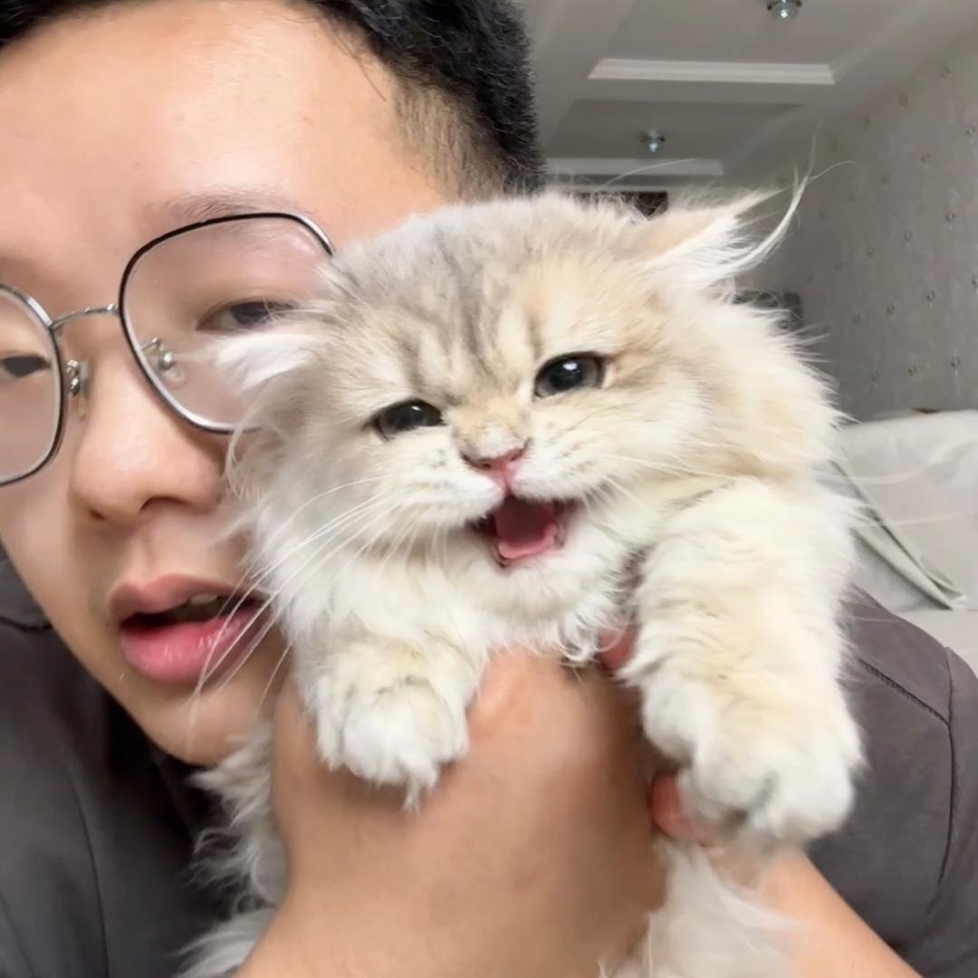 小魏家的猫小助理