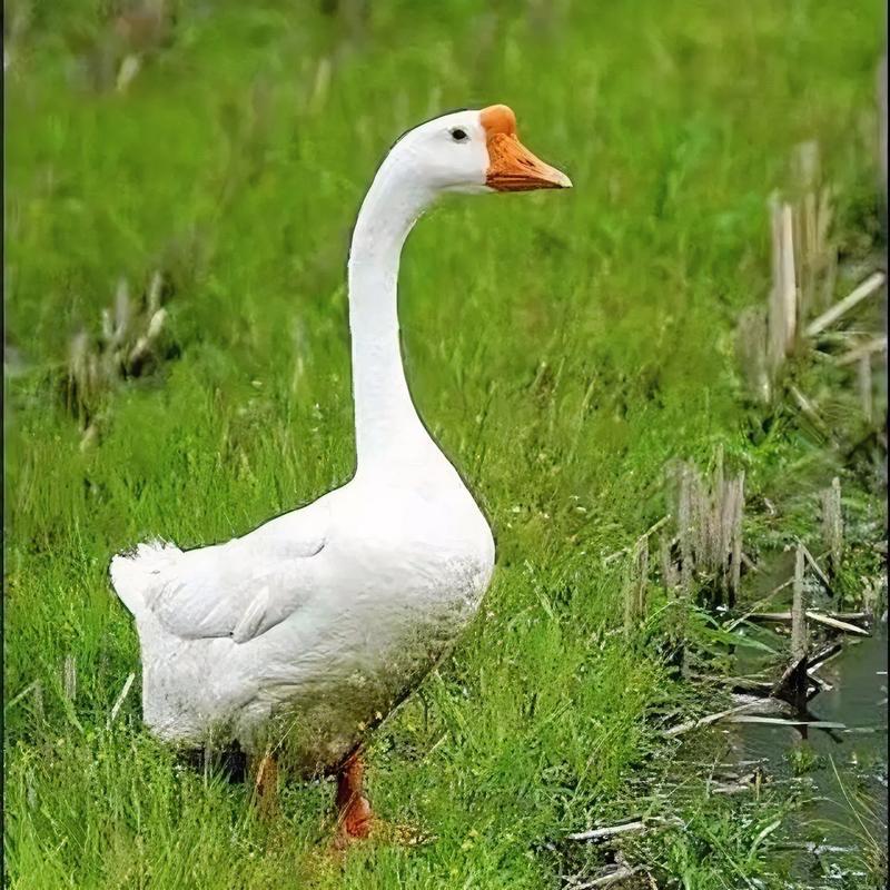 徽州卤味（总店）