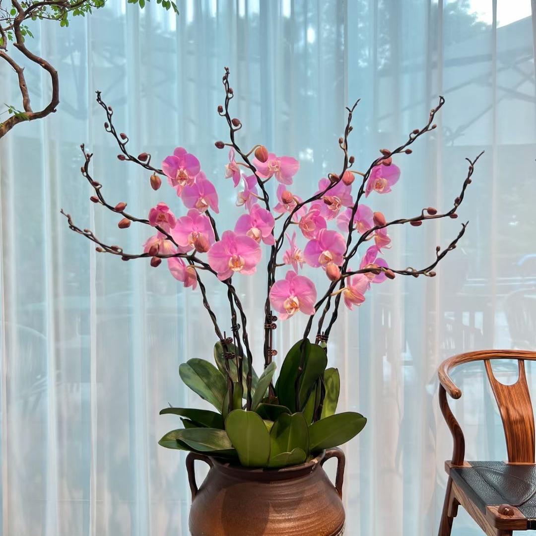 小满花卉蝴蝶兰基地直发