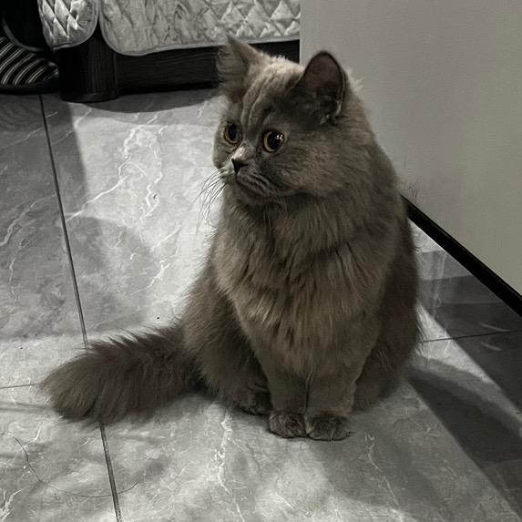 星野猫