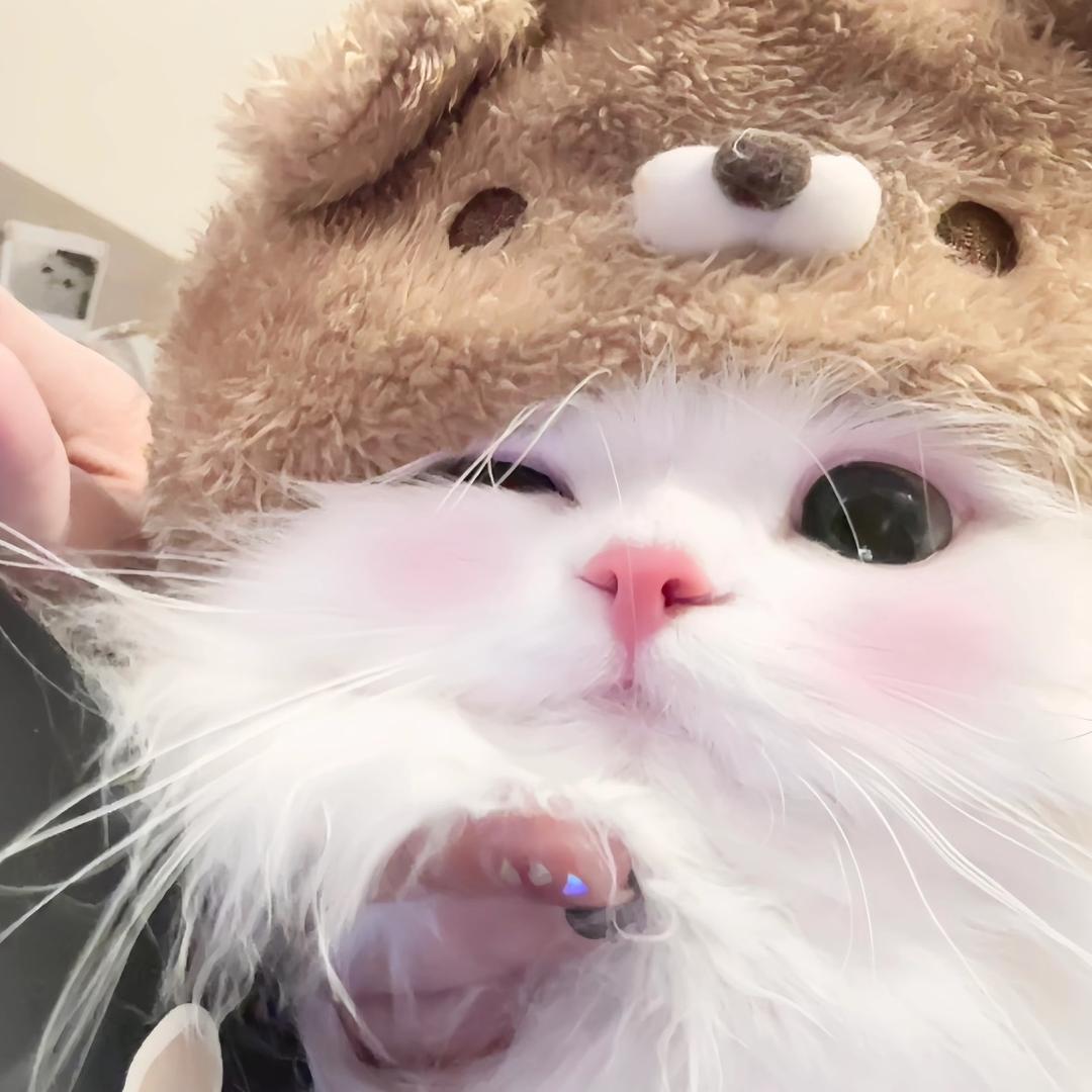 瓜瓜的小猫