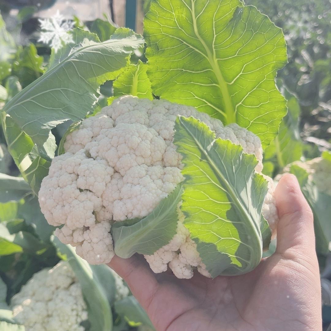 阿永农产品甄选