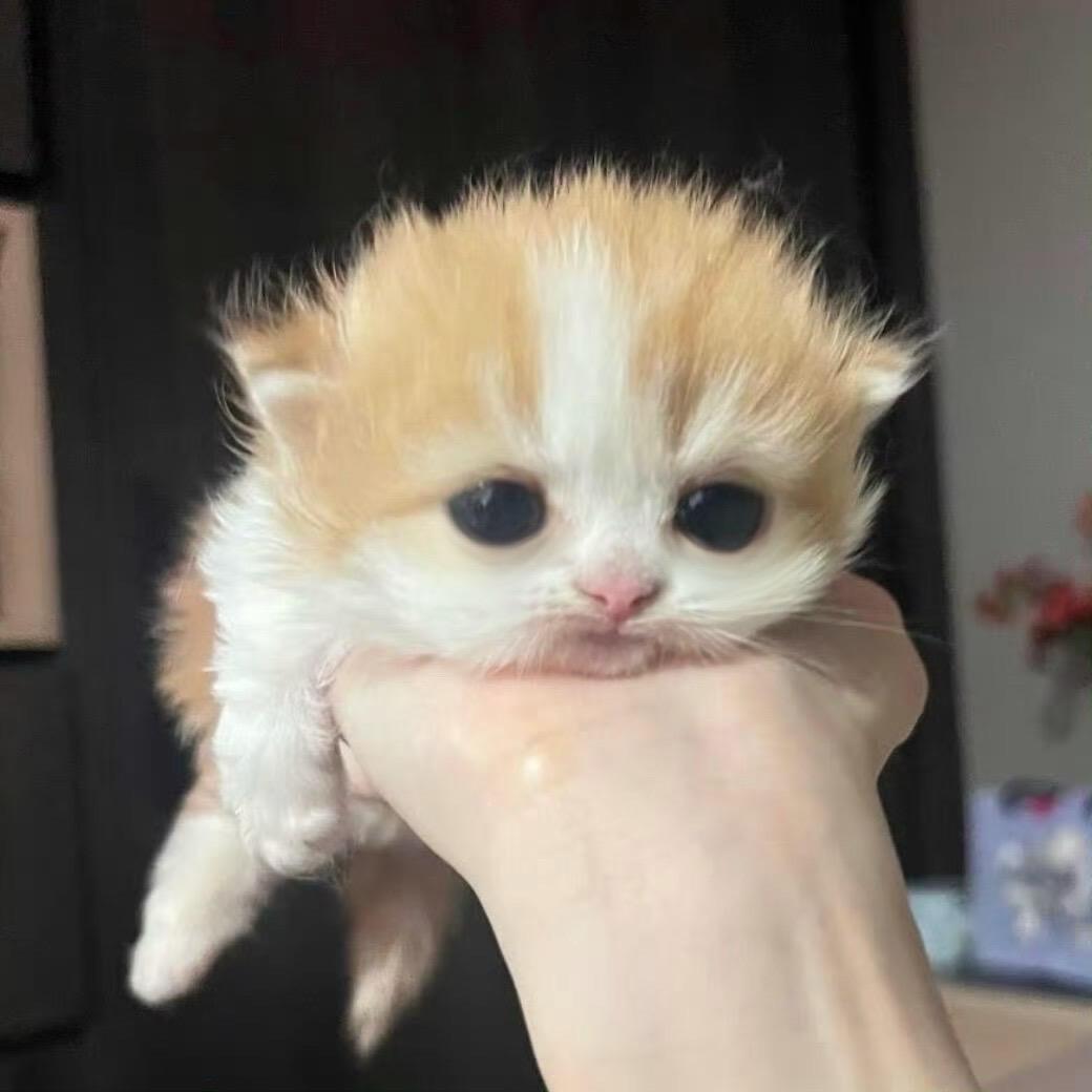 吃8饱