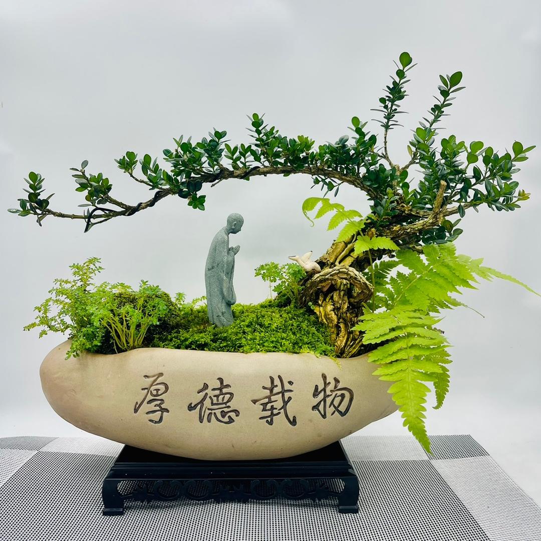 安心黄杨