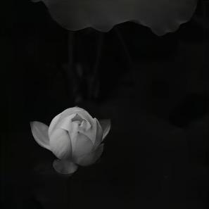 睿子.