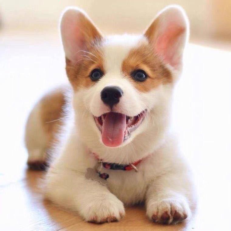 爱妻厨卫(荔香街店)爱妻厨好客服号