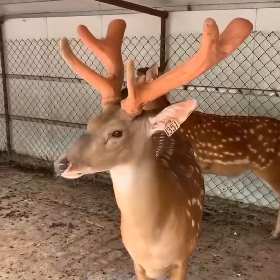 鲁业农业梅花鹿