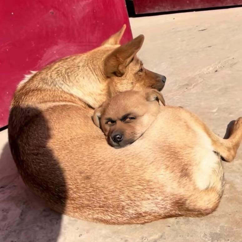 滑头•Li•小猫