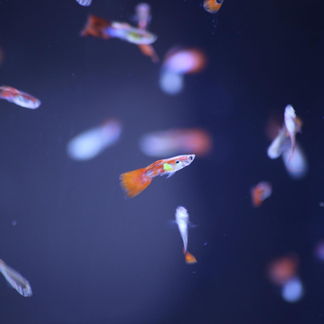 麦嘟嘟水族馆