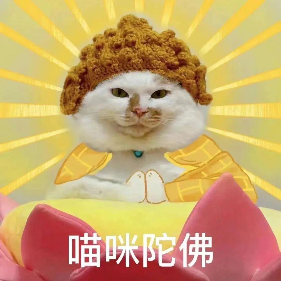 野猫猫的猫不菜🏅
