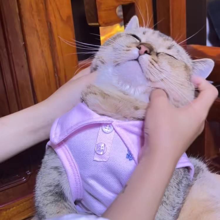 奶盖的两只喵