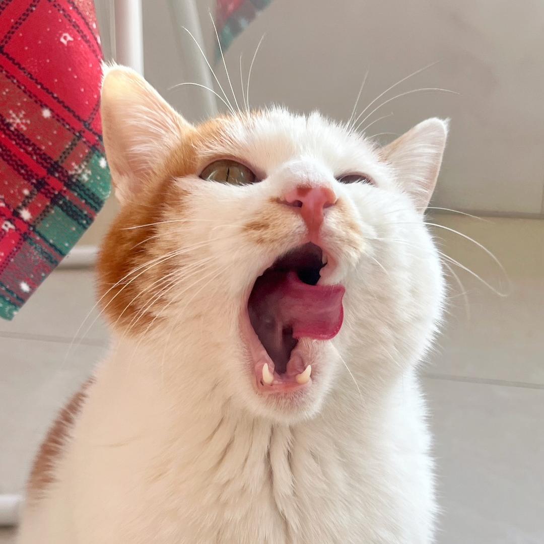 机智的福子🐈