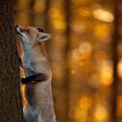 瑟瑟🦊