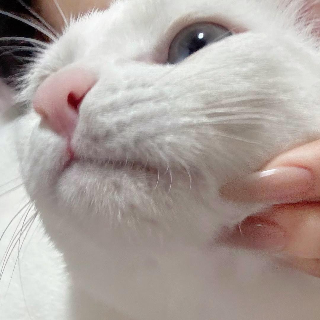 灰猫坏猫偷鱼猫