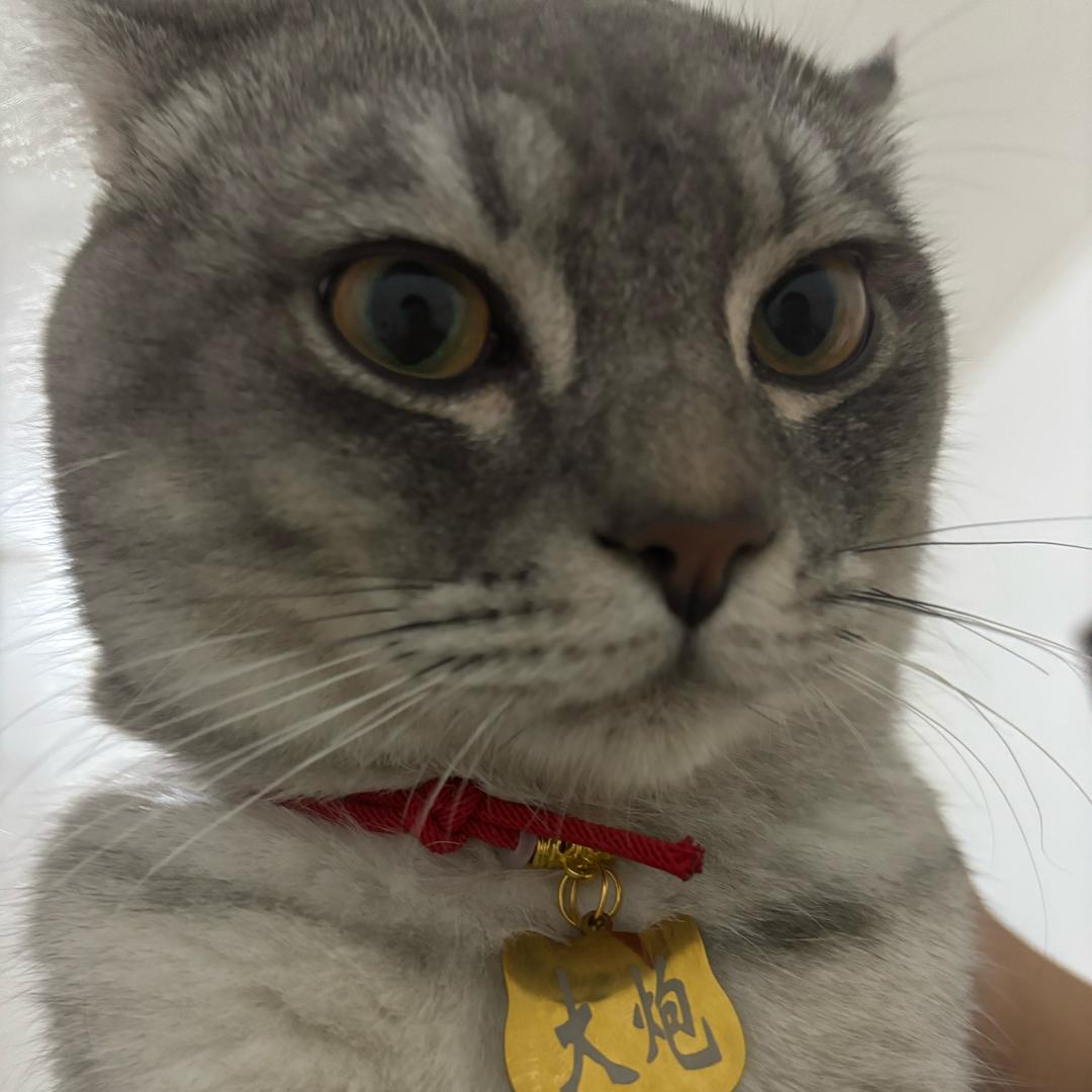 大炮