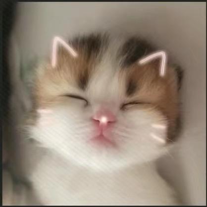 我不是袜袜