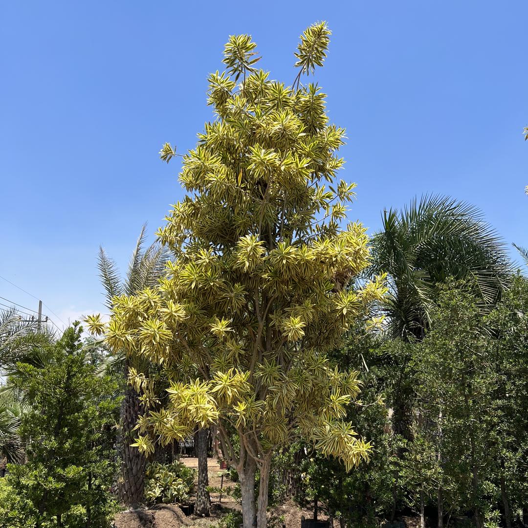 繁华园艺源头基地