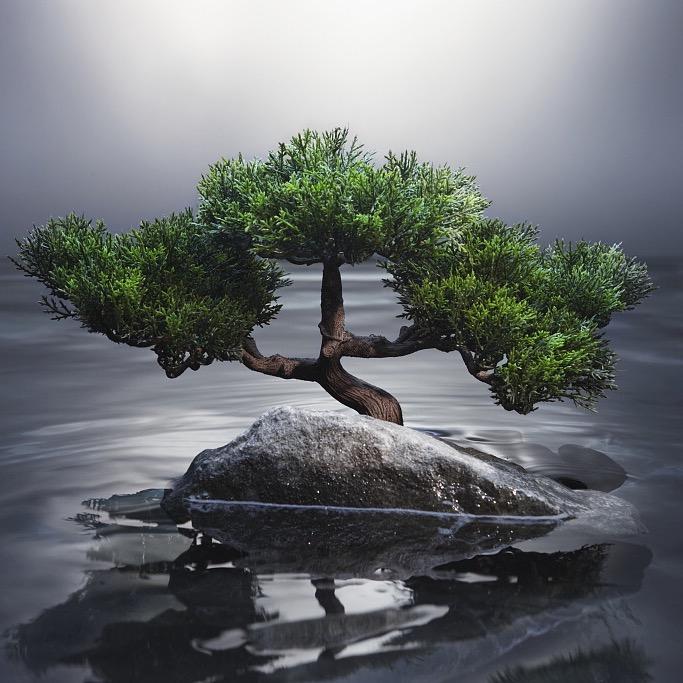 小柯绿植优选
