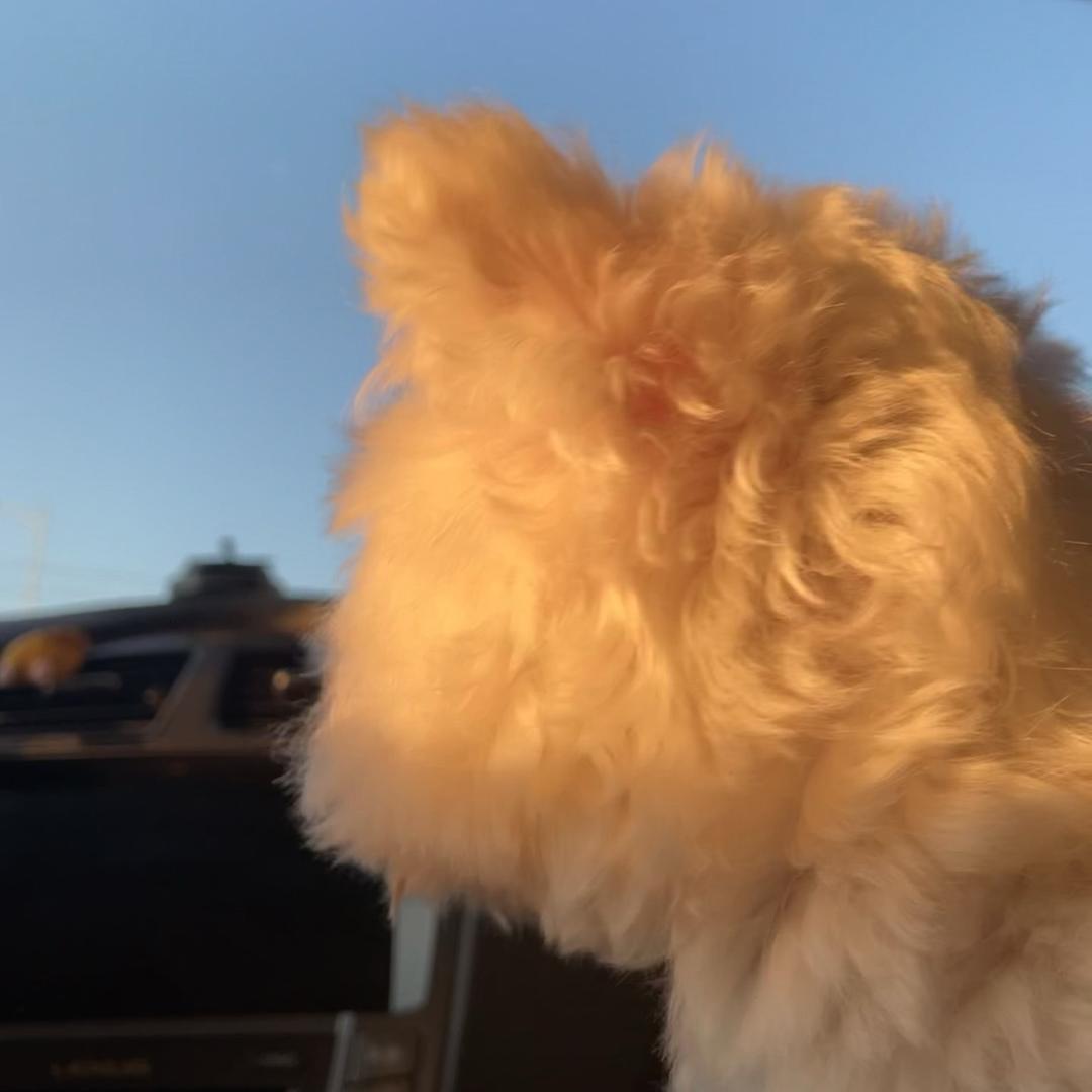 那个啥呀