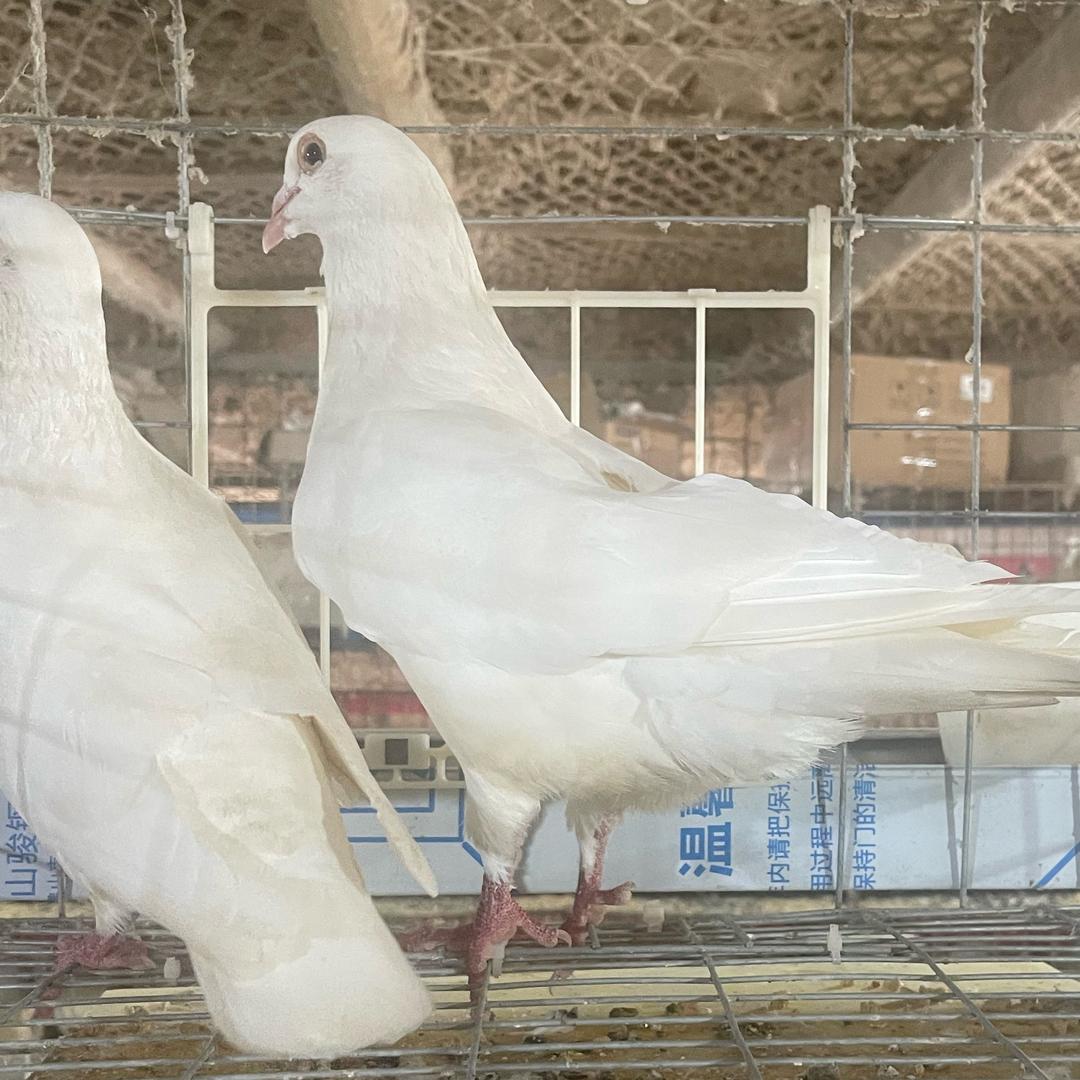 喜欢养～鸡鸭鹅鸽子