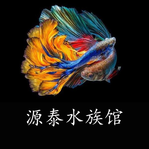 生态养殖户碟翼斑马鱼