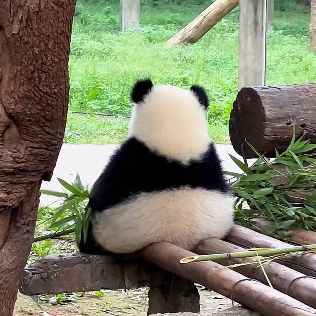 张yy