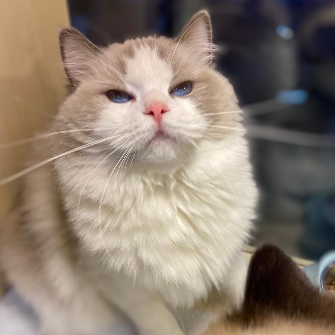 高冷Kitty喵/•᷅•᷄\୭