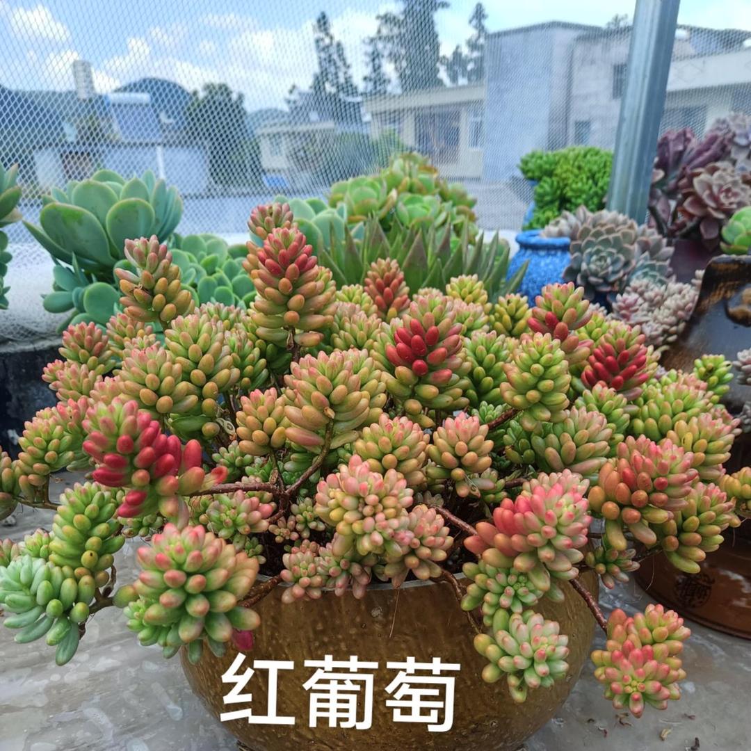 团团圆圆爱养花