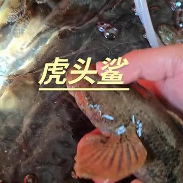 虎头鲨沙塘鳢大型养殖基地