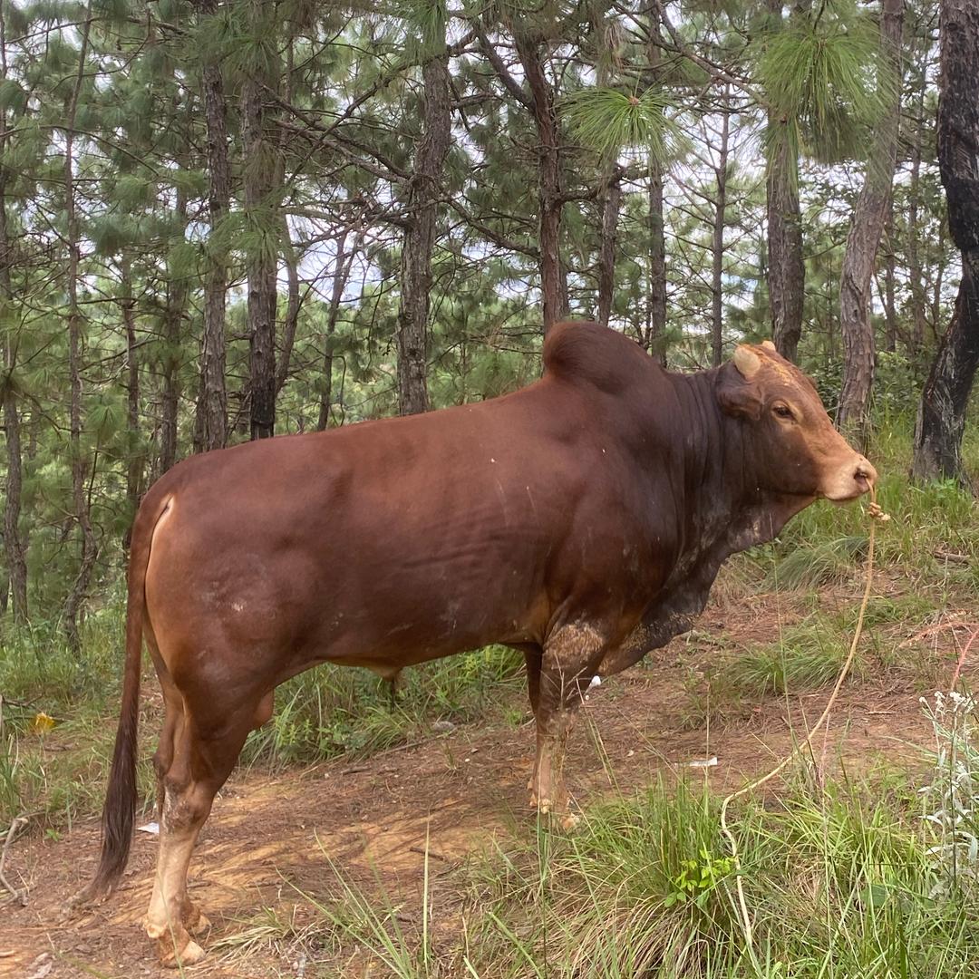 收购云南本地土黄牛