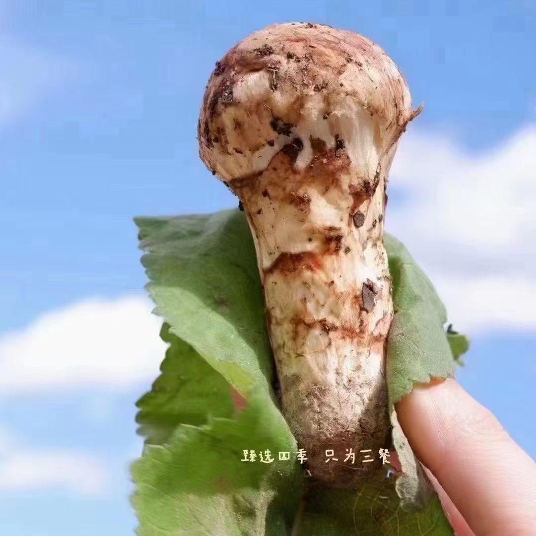 山间土特产玲琅菌业