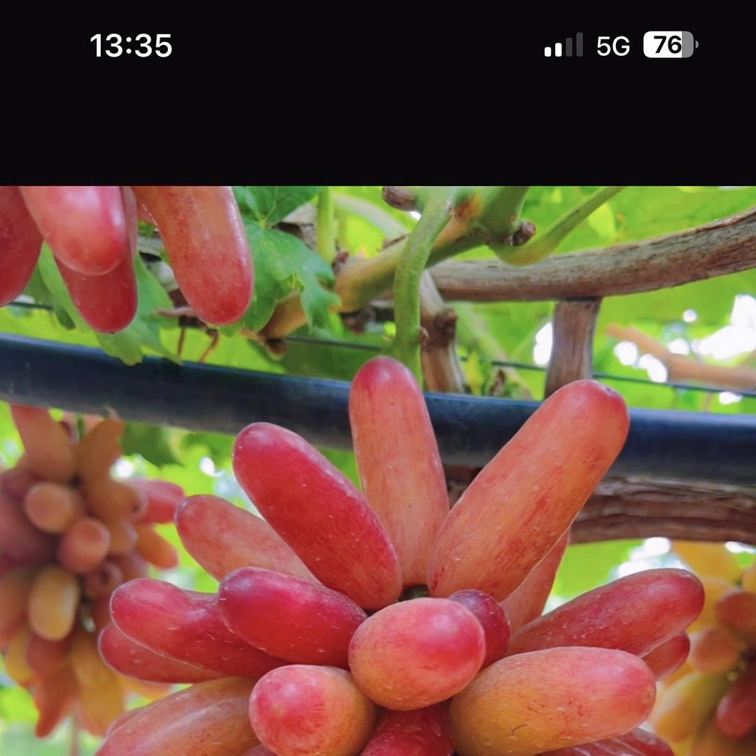 广有种植农业好货店