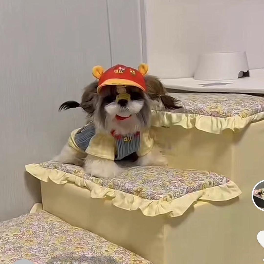 胖琪家🐻韩版西施犬