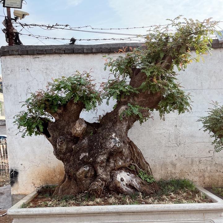 根缘盆景