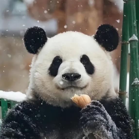 月照玉