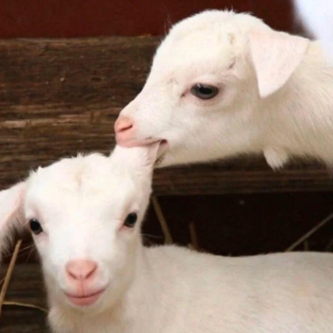 Sheep
